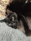 adoptable Cat in park falls, WI named Trish