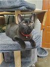 adoptable Cat in , WI named Vincent