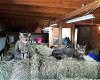 adoptable Cat in  named Barn cats