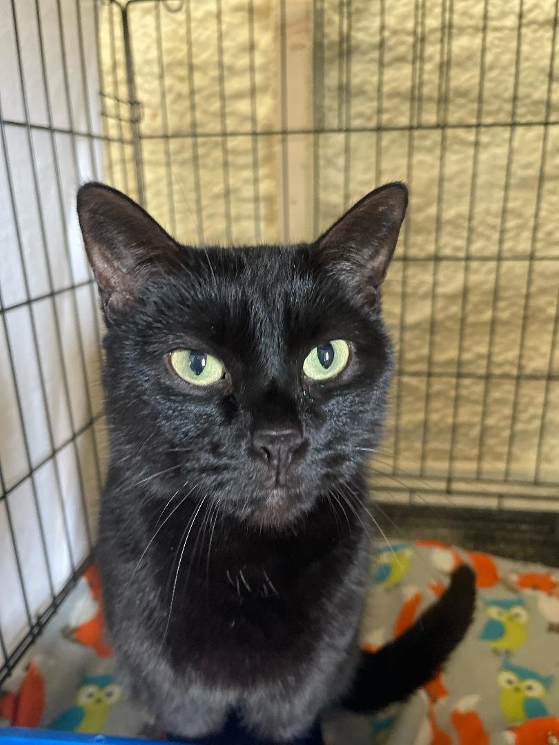 adoptable Cat in Park Falls, WI named Buddy