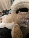 adoptable Cat in , WI named Caspian