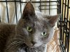 adoptable Cat in , WI named Cassy