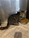 adoptable Cat in , WI named Anthony