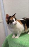 adoptable Cat in  named Macchiato (Pending)