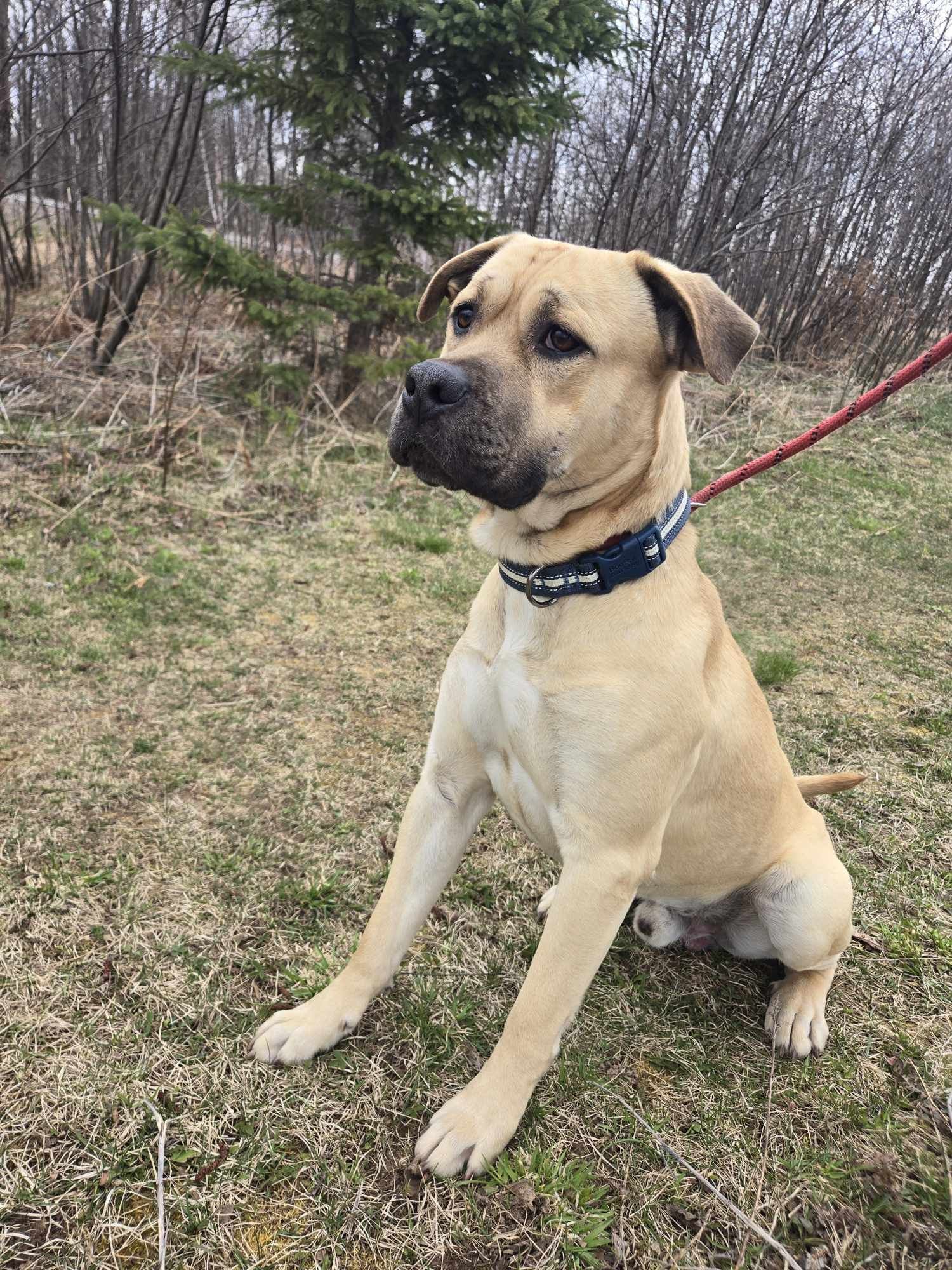 adoptable Dog in Park Falls, WI named Clark (Pending)