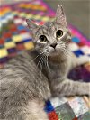 adoptable Cat in , WI named Louise