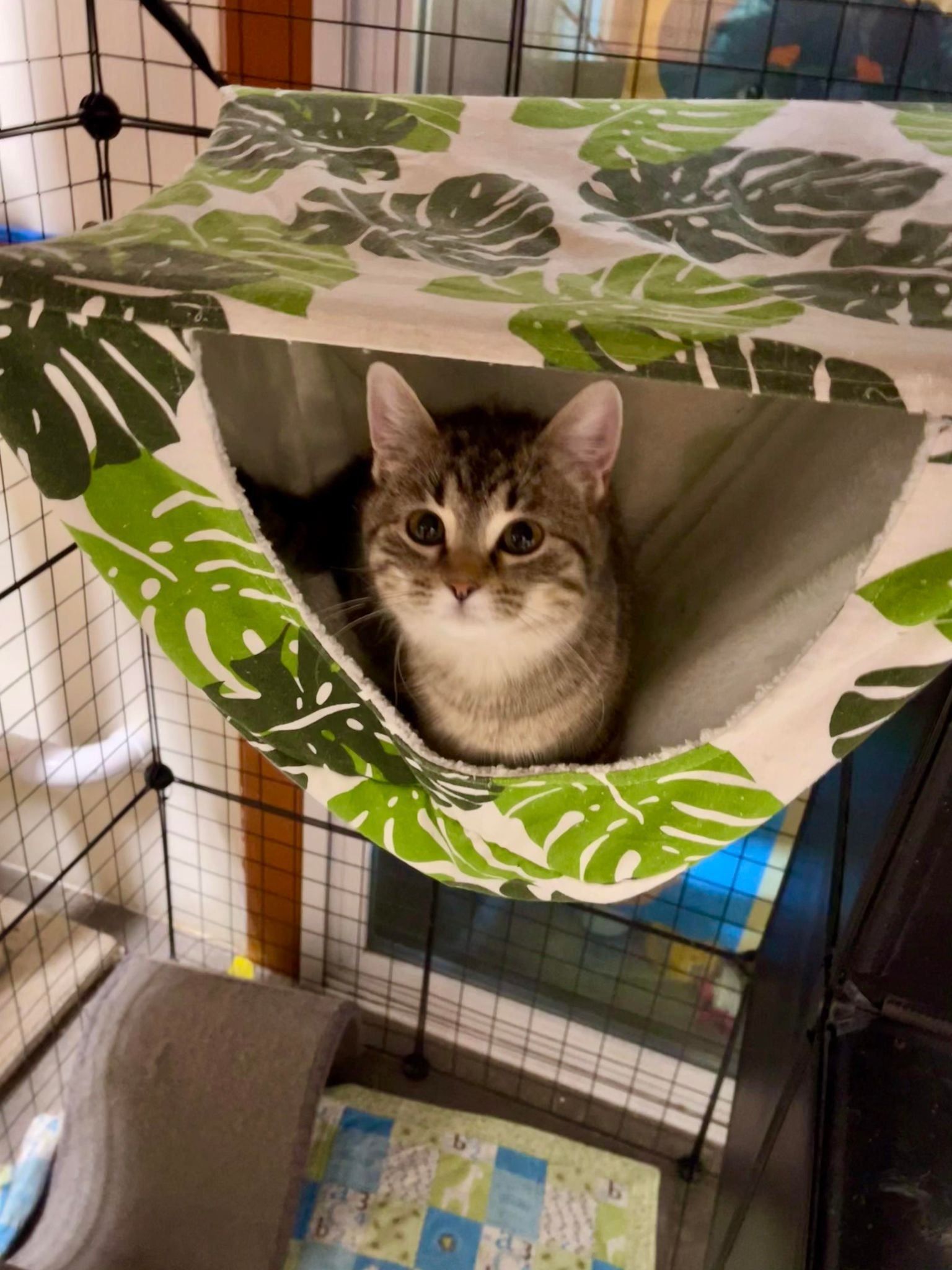 adoptable Cat in Park Falls, WI named Thelma