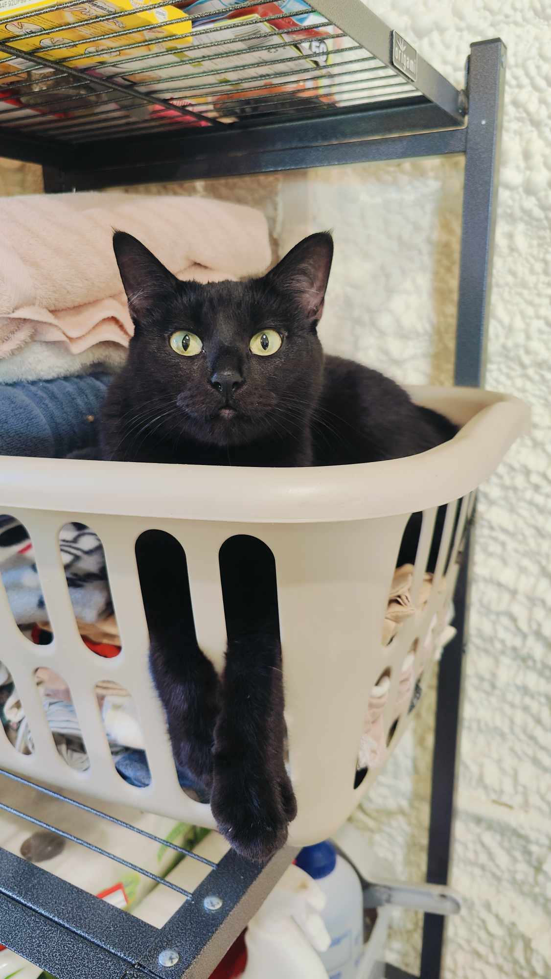 adoptable Cat in Park Falls, WI named Sodapop