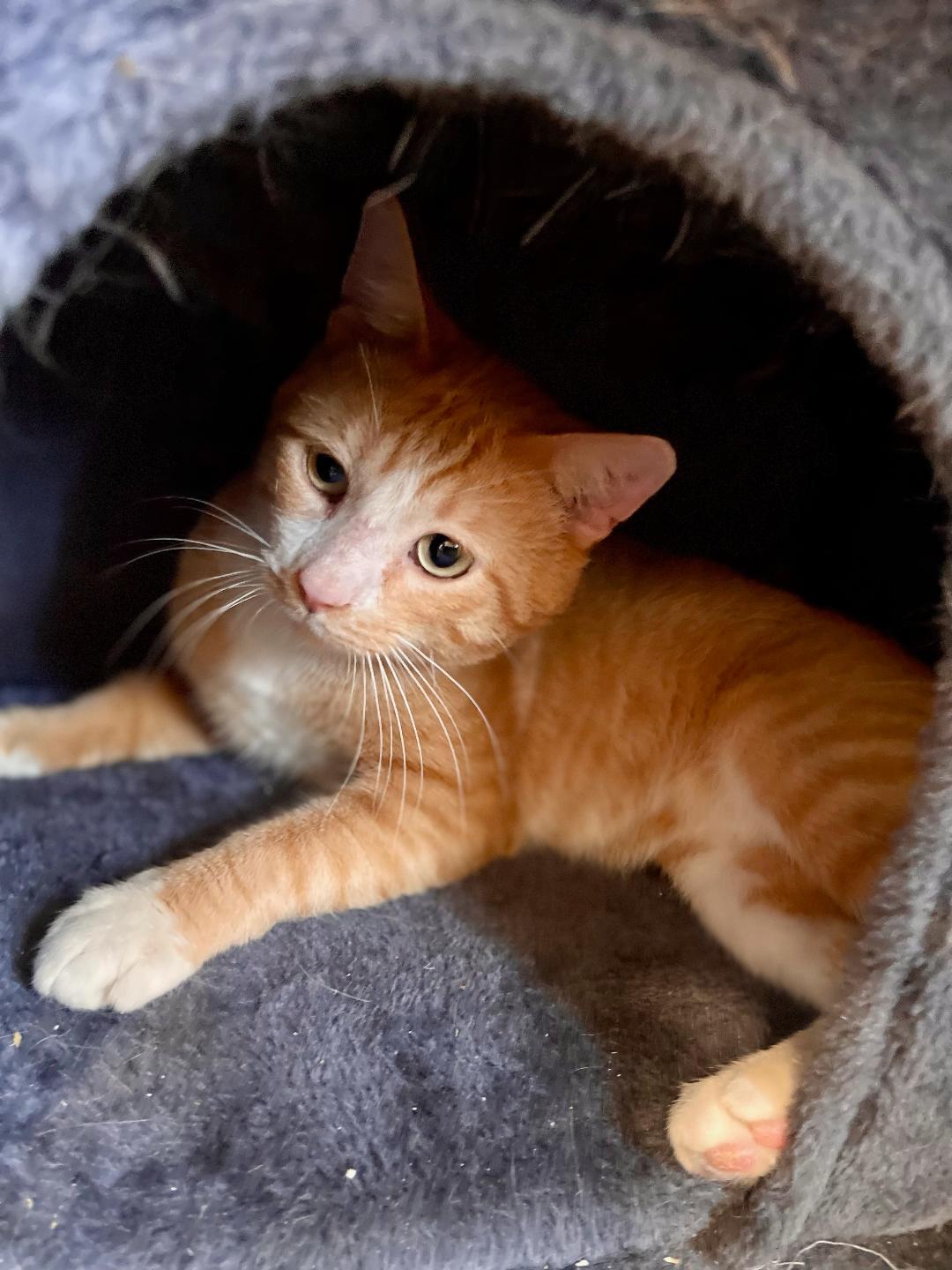 adoptable Cat in Park Falls, WI named Chase