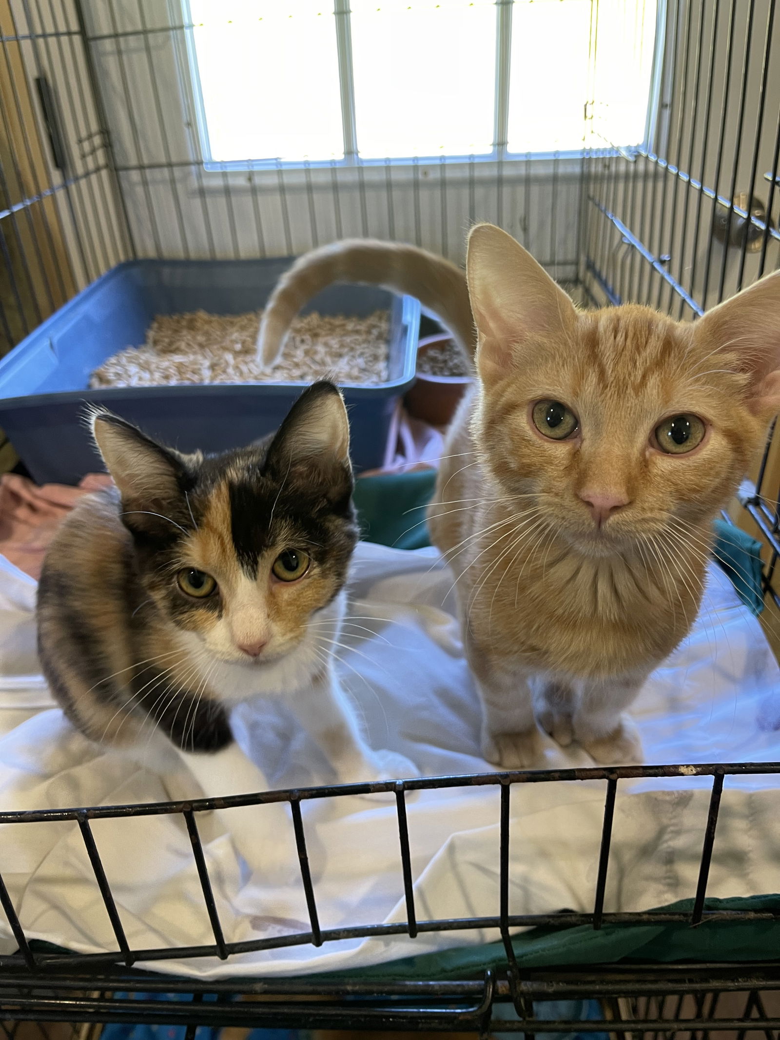 adoptable Cat in Park Falls, WI named Blitz