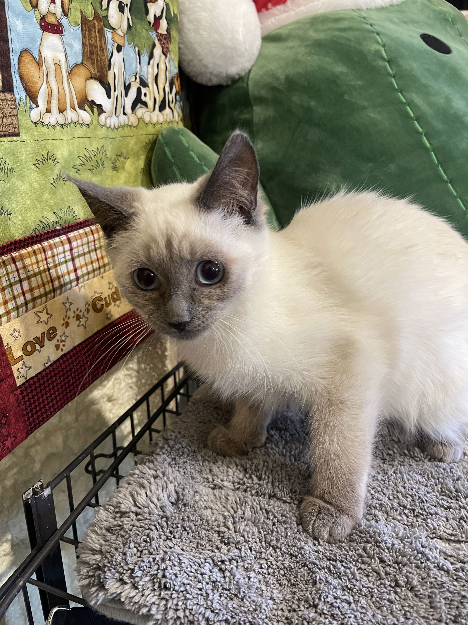 adoptable Cat in Park Falls, WI named Yeti