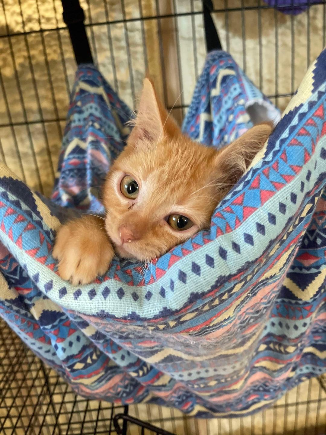 adoptable Cat in Park Falls, WI named Tomi