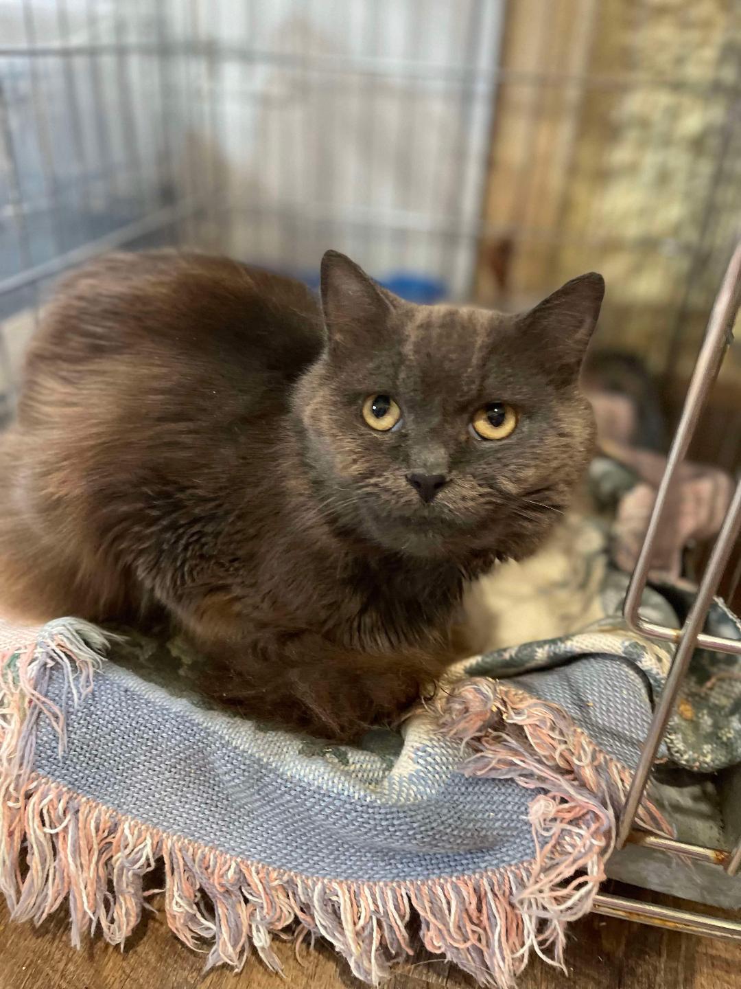 adoptable Cat in Park Falls, WI named Chump