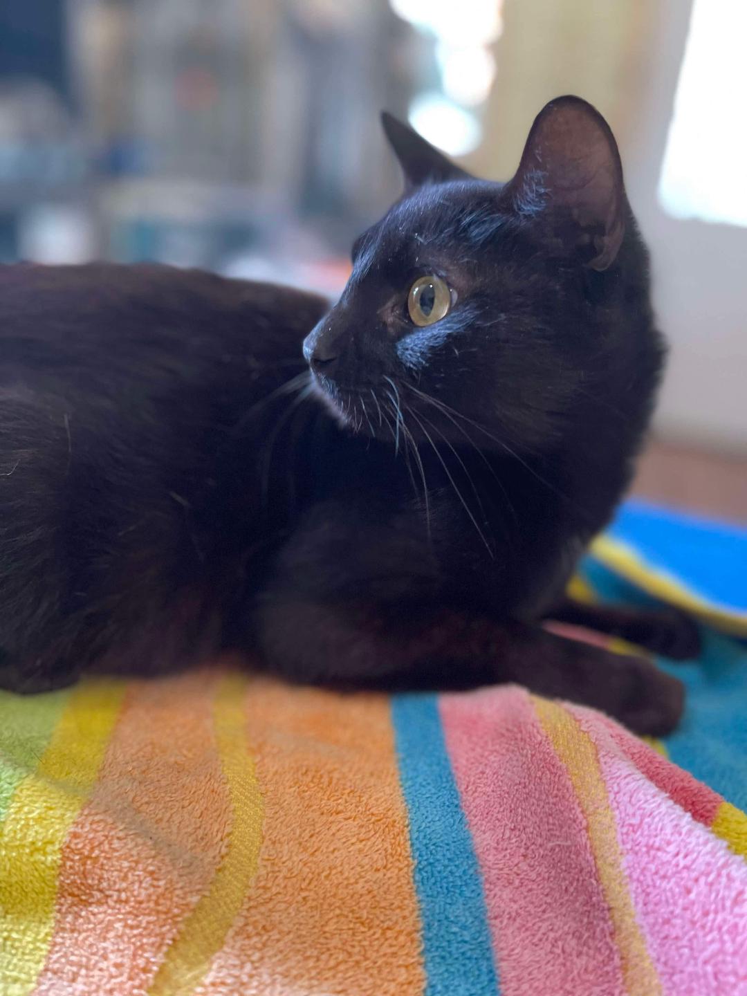 adoptable Cat in Park Falls, WI named Xena