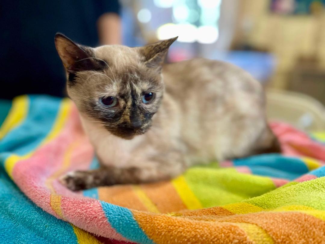 adoptable Cat in Park Falls, WI named Sully