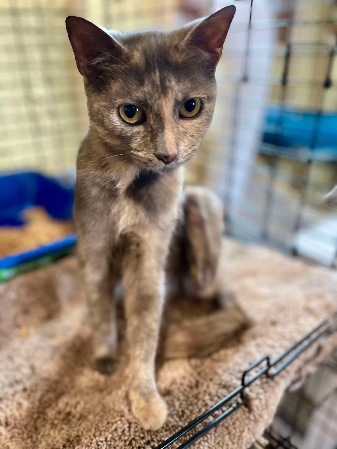 adoptable Cat in Park Falls, WI named Snookie