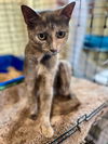 adoptable Cat in , WI named Snookie