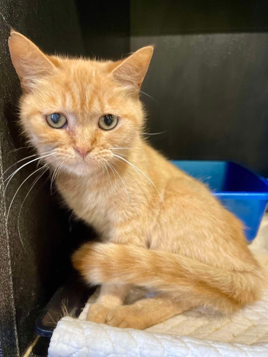 adoptable Cat in Park Falls, WI named Cora