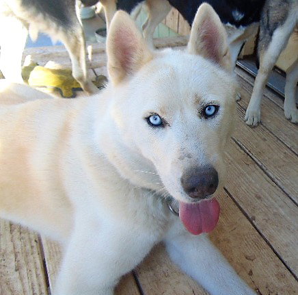 NIKES - Siberian Husky available for adoption