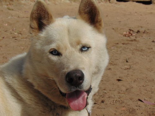 NIKES - Siberian Husky available for adoption