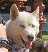 adoptable Dog in san juan bautista, CA named Niles