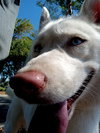 Blossom - Photo 11