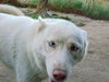 Blossom - Photo 14