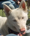 Blossom - Photo 13