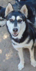 HEMP - Siberian Husky available for adoption