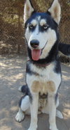 Dottie - Photo 3