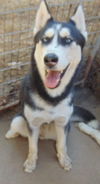 adoptable Dog in  named Dottie