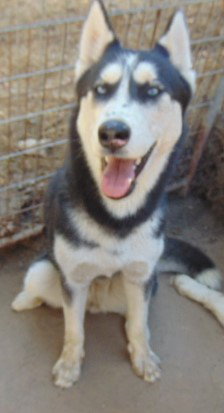 DOTTIE - Siberian Husky available for adoption