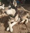 Dottie - Photo 4