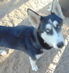 Dottie - Photo 6
