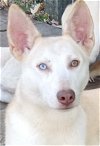 adoptable Dog in san juan bautista, CA named Pako