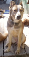 Quila - Photo 2