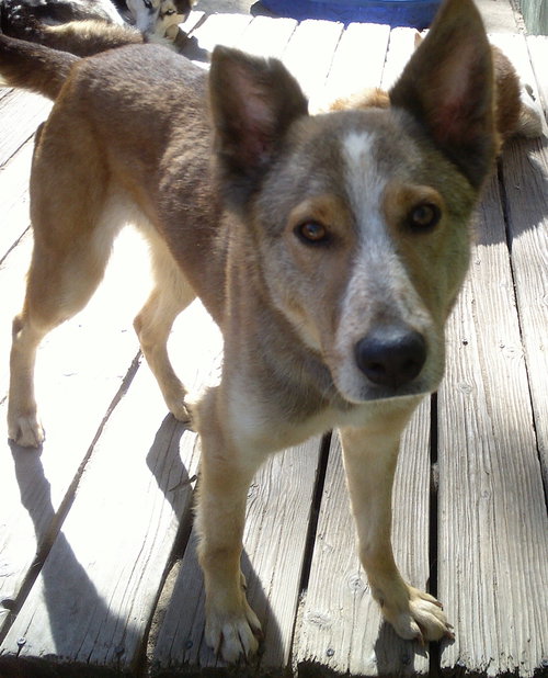 QUILA - Australian Cattle Dog/Blue Heeler / Siberian Husky available for adoption