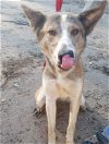 adoptable Dog in san juan bautista, CA named Quila