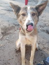 Quila - Photo 5