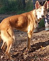 Quila - Photo 4