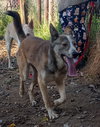 Quila - Photo 3