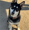 adoptable Dog in san juan bautista, CA named Maui
