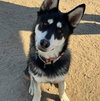 Mochi - Photo 7