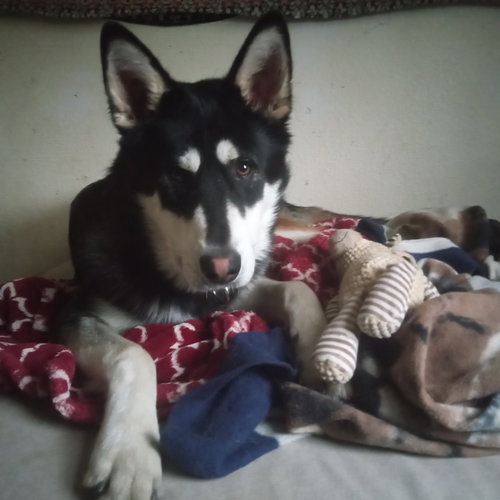 Photo of Mochi