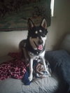 Mochi - Photo 8