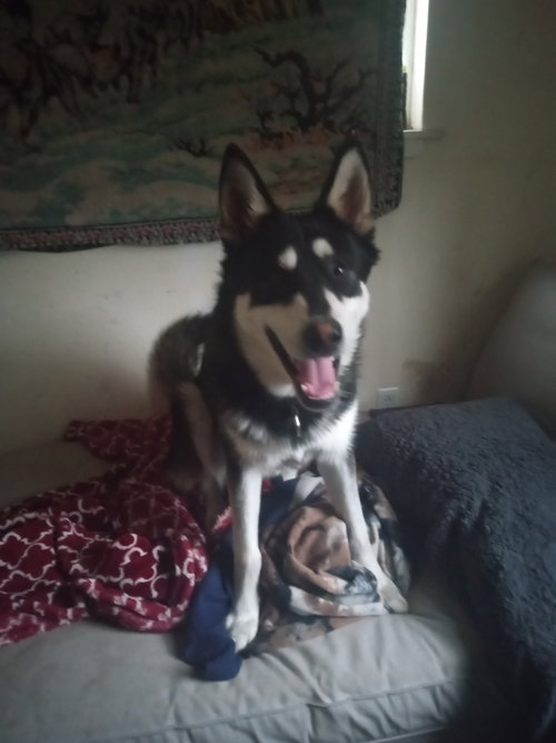 Photo of Mochi