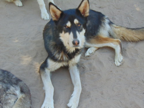 Photo of Mochi