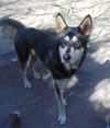 Mochi - Photo 4