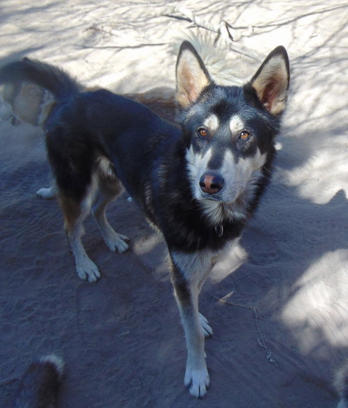 Photo of Mochi