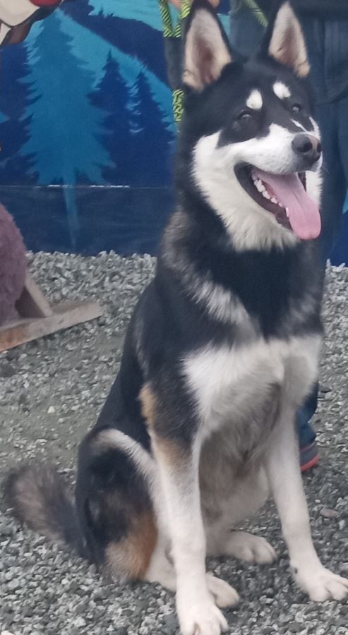 MOCHI - Alaskan Malamute / Husky available for adoption